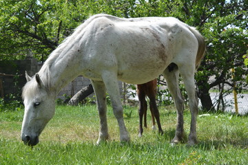 Obraz premium Лошадь. 