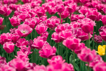 Awesome   meadow spring  pink tulips in the park
