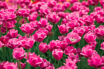 Awesome   meadow spring  pink tulips in the park