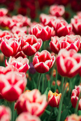 Awesome beautiful spring landscape with rows of tulips in the park