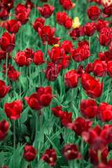 Awesome beautiful spring landscape with rows of tulips in the park
