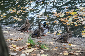ducks on the pond