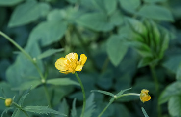 yellow flower close-up