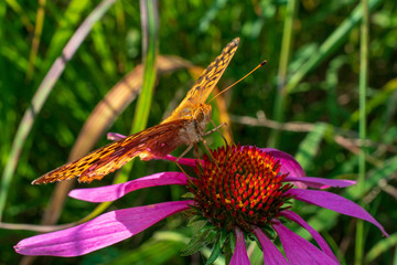 Butterfly on Flower