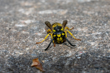 The Face of a Wasp