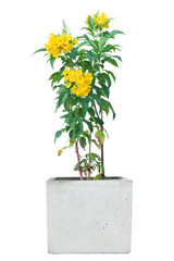 Yellow elder, Trumpetbush, Trumpetflower in cement pot isolated on white background with clipping path.