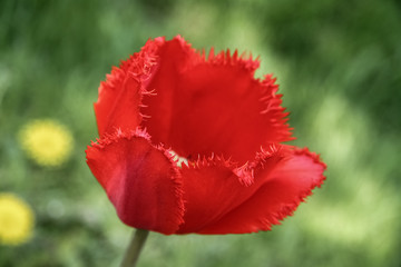 Obraz premium red poppy close-up