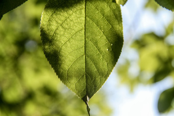 tree leaf close-up