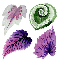 Begonia green and purple leaves. Watercolor background illustration set. Isolated begonia illustration element.