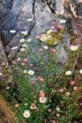 White and rose flowers
