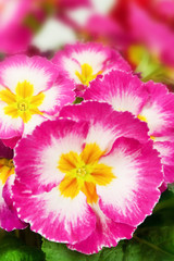 Primroses pink color close up