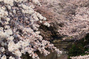 町田市　恩田川沿いの桜