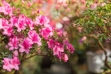Flowering of colourful Azaleas in flower pots in old greenhouse