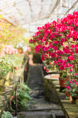 Fototapeta na wymiar Flowering of colourful Azaleas in flower pots in old greenhouse