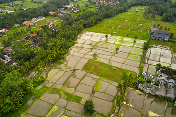 Tropical landscape of wet rice fields in Ubud on Bali