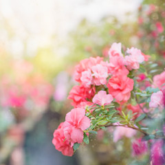 Fototapeta na wymiar Flowering of colourful Azaleas in flower pots in old greenhouse