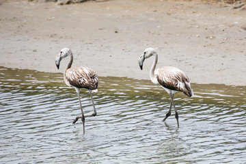 Falmingos in Camargue