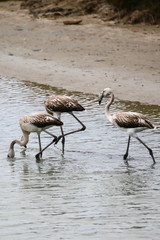 Falmingos in Camargue