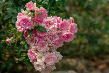 A closeup of a bouquet of lovely pink and white fairy roses in a flower show held in the north of Thailand during winter. (1)