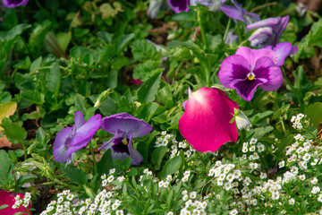 A field of colorful pansy flowers in a botanic garden being displayed during a flower festival in Chiang Mai, Thailand.