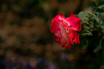 A closeup of a pretty red rose in a botanic garden in the north of Thailand during winter with blurred background.