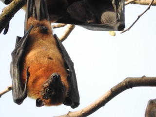 Obraz premium A flying dog with a piercing gaze, against the sky, sits on a tree upside down.