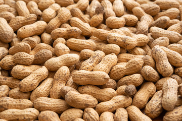 Peanuts harvested in Chiba, Japan