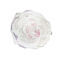 Watercolor hand-paint. White flower bud background. Illustration isolated on white.