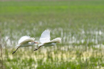 Cattle Egret (Bubulcus ibis) 