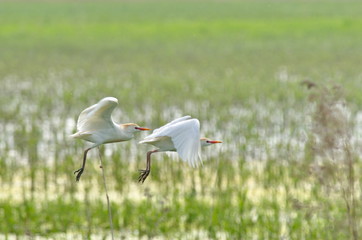 Cattle Egret (Bubulcus ibis) 