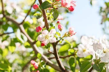 Fototapeta na wymiar Closeup of flowering apple tree in spring..