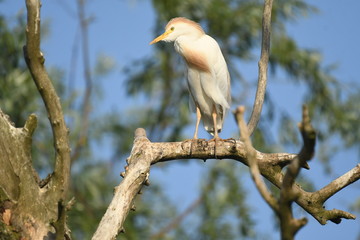 Cattle Egret (Bubulcus ibis) 
