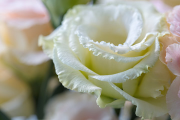 Beautiful and gentle pink Eustoma flowers, Lisianthus, tulip gentian, eustomas. Close up.