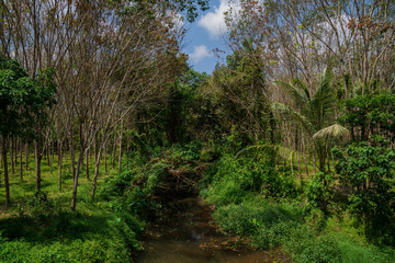 Small nature stream going through the rubber trees plantations in a sunny day rural landscape, Nakhon Si Thammarat, Thailand