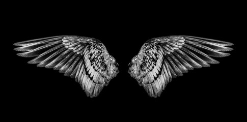 Fototapeta na wymiar Wings of birds isolated on black background