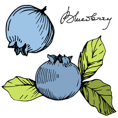 Vector Blueberry green and blue engraved ink art. Berries and green leaves. Isolated blueberry illustration element.