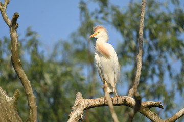 Cattle Egret (Bubulcus ibis) 