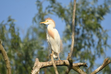 Cattle Egret (Bubulcus ibis) 
