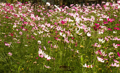 field of flowers