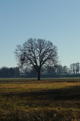 Single tree in february