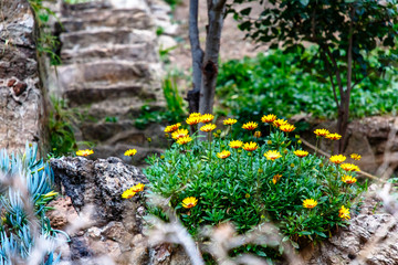 Yellow flowers grow on a hill in the Park, an old staircase
