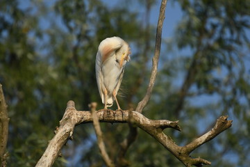 Cattle Egret (Bubulcus ibis) 