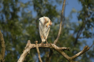 Cattle Egret (Bubulcus ibis) 