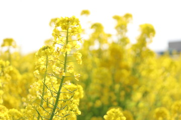 菜の花