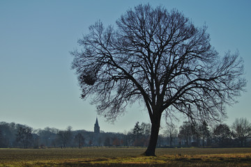Single tree in february