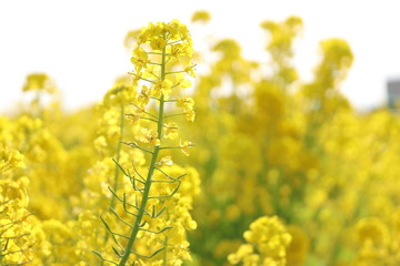 菜の花