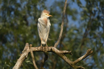 Cattle Egret (Bubulcus ibis) 
