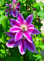 Purple Passiflora flowers