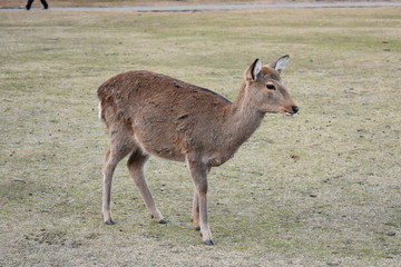 Naklejka na ściany i meble 奈良の鹿(Deer in Nara)