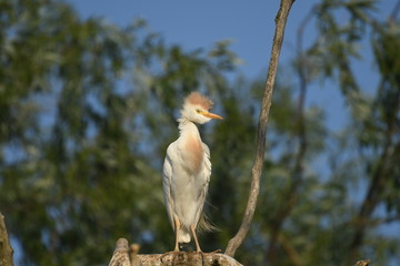 Cattle Egret (Bubulcus ibis) 